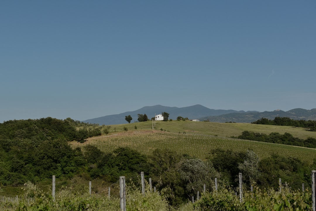 Photo Vineyard landscape